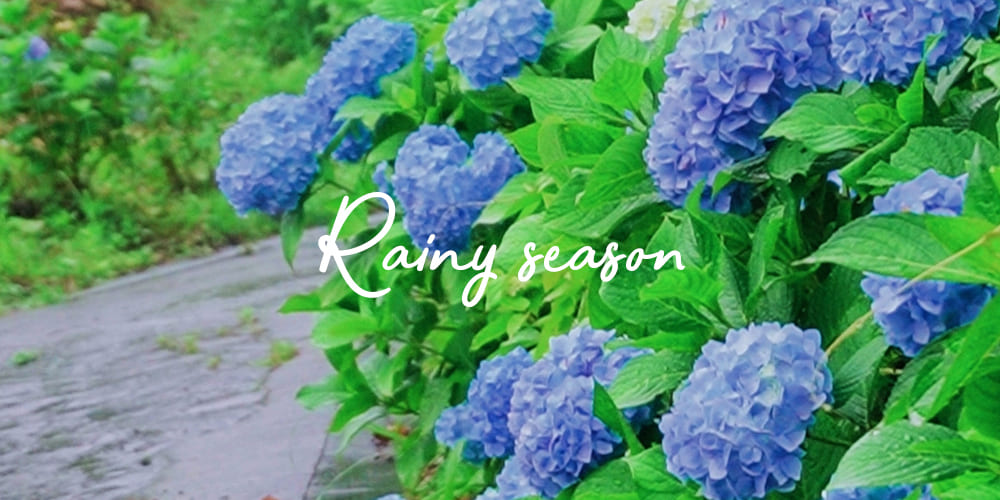梅雨の季節におすすめページ